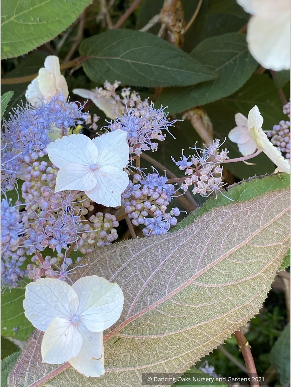 Shrubs ~ Hydrangea aspera -- Purple Form, Rough-leaved Hydrangea ~ Dancing Oaks Nursery and Gardens ~ Retail Nursery ~ Mail Order Nursery