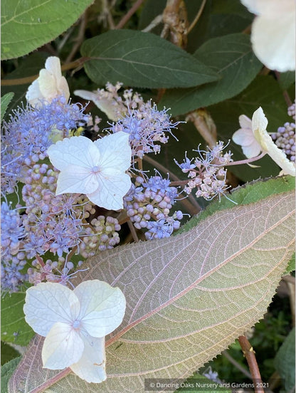 Shrubs ~ Hydrangea aspera -- Purple Form, Rough-leaved Hydrangea ~ Dancing Oaks Nursery and Gardens ~ Retail Nursery ~ Mail Order Nursery