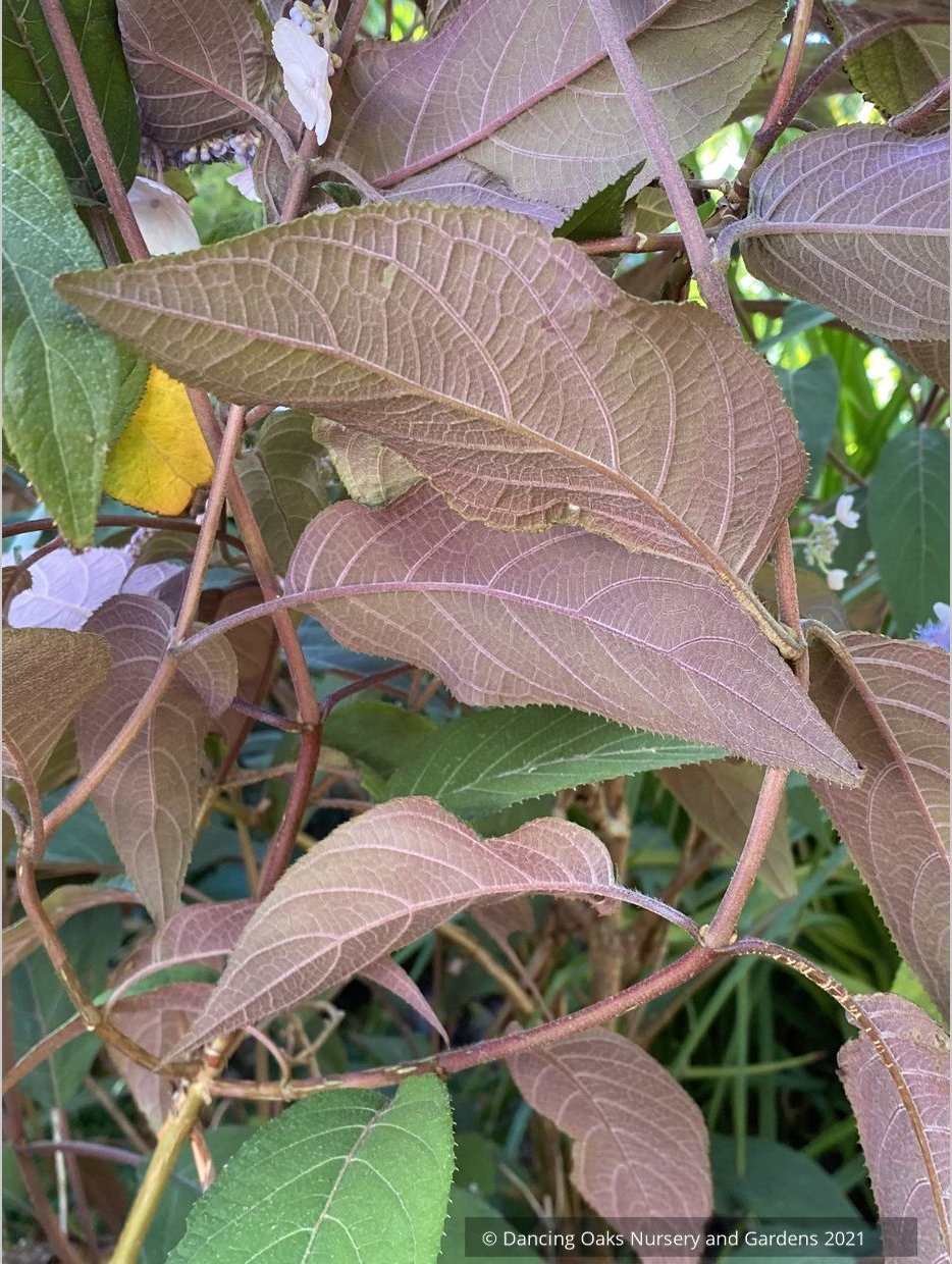 Shrubs ~ Hydrangea aspera -- Purple Form, Rough-leaved Hydrangea ~ Dancing Oaks Nursery and Gardens ~ Retail Nursery ~ Mail Order Nursery