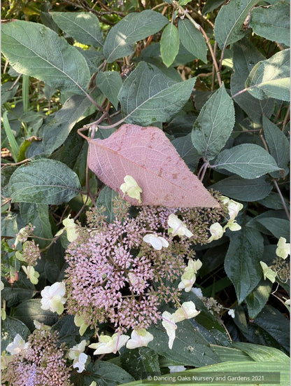 Shrubs ~ Hydrangea aspera villosa 'Red Fred', Lacecap Hydrangea ~ Dancing Oaks Nursery and Gardens ~ Retail Nursery ~ Mail Order Nursery