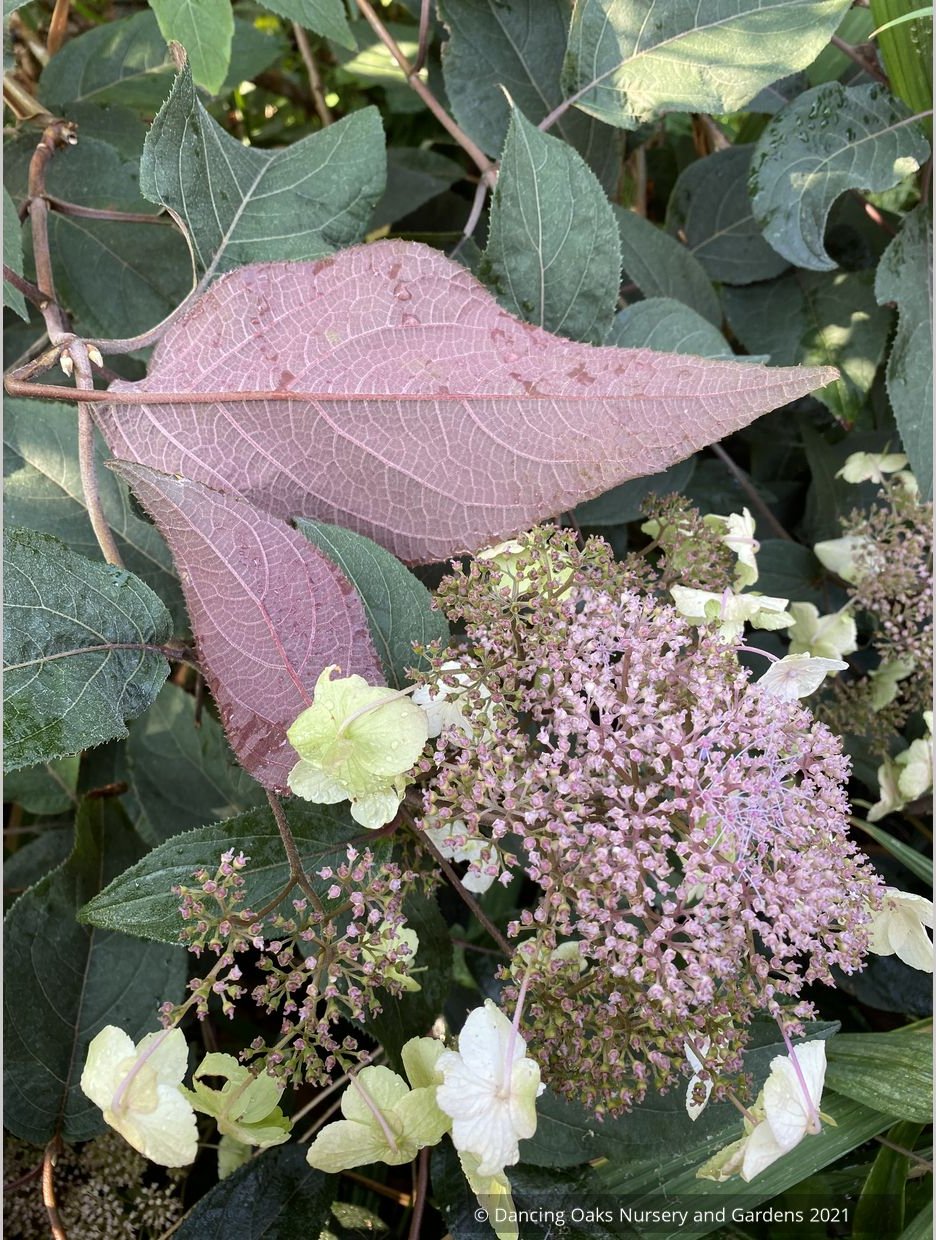 Shrubs ~ Hydrangea aspera villosa 'Red Fred', Lacecap Hydrangea ~ Dancing Oaks Nursery and Gardens ~ Retail Nursery ~ Mail Order Nursery