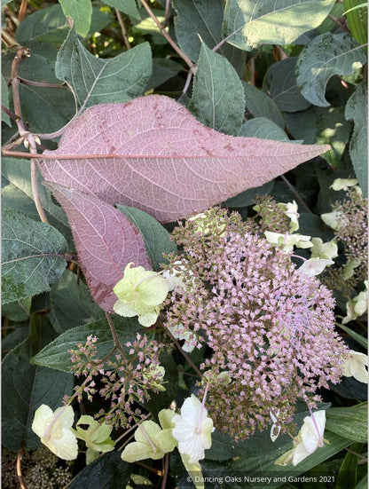 Shrubs ~ Hydrangea aspera villosa 'Red Fred', Lacecap Hydrangea ~ Dancing Oaks Nursery and Gardens ~ Retail Nursery ~ Mail Order Nursery