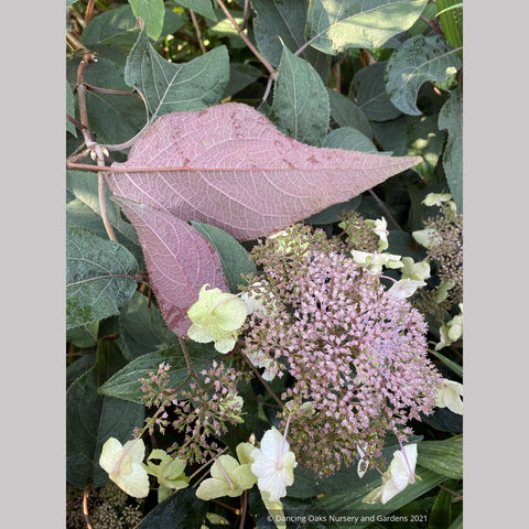 Shrubs ~ Hydrangea aspera villosa 'Red Fred', Lacecap Hydrangea ~ Dancing Oaks Nursery and Gardens ~ Retail Nursery ~ Mail Order Nursery