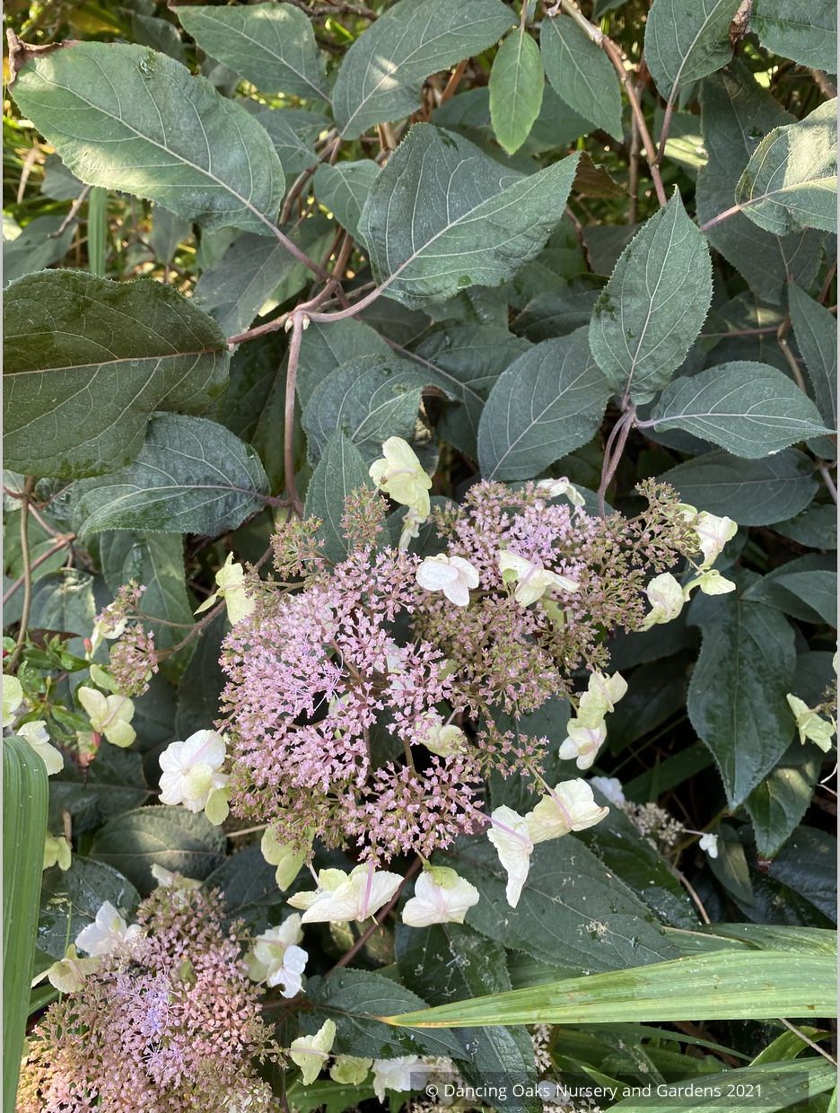 Shrubs ~ Hydrangea aspera villosa 'Red Fred', Lacecap Hydrangea ~ Dancing Oaks Nursery and Gardens ~ Retail Nursery ~ Mail Order Nursery