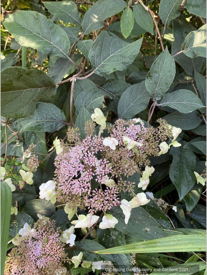 Shrubs ~ Hydrangea aspera villosa 'Red Fred', Lacecap Hydrangea ~ Dancing Oaks Nursery and Gardens ~ Retail Nursery ~ Mail Order Nursery