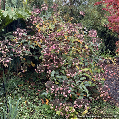 Shrubs ~ Hydrangea aspera -- Purple Form, Rough-leaved Hydrangea ~ Dancing Oaks Nursery and Gardens ~ Retail Nursery ~ Mail Order Nursery