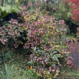 Shrubs ~ Hydrangea aspera -- Purple Form, Rough-leaved Hydrangea ~ Dancing Oaks Nursery and Gardens ~ Retail Nursery ~ Mail Order Nursery