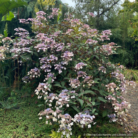 Shrubs ~ Hydrangea aspera -- Purple Form, Rough-leaved Hydrangea ~ Dancing Oaks Nursery and Gardens ~ Retail Nursery ~ Mail Order Nursery