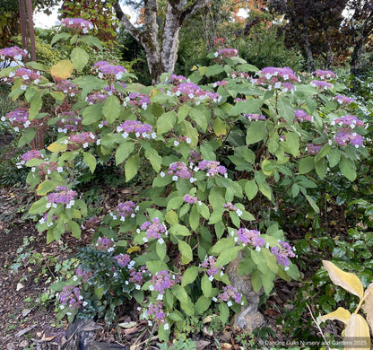 Shrubs ~ Hydrangea aspera 'Kawakamii', Lace Cap Hydrangea ~ Dancing Oaks Nursery and Gardens ~ Retail Nursery ~ Mail Order Nursery