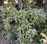 Shrubs ~ Hydrangea aspera 'Kawakamii', Lace Cap Hydrangea ~ Dancing Oaks Nursery and Gardens ~ Retail Nursery ~ Mail Order Nursery