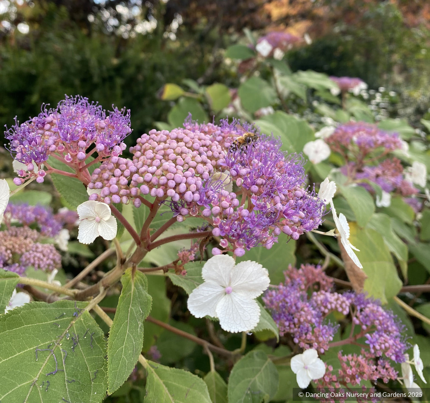 Shrubs ~ Hydrangea aspera 'Kawakamii', Lace Cap Hydrangea ~ Dancing Oaks Nursery and Gardens ~ Retail Nursery ~ Mail Order Nursery