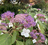 Shrubs ~ Hydrangea aspera 'Kawakamii', Lace Cap Hydrangea ~ Dancing Oaks Nursery and Gardens ~ Retail Nursery ~ Mail Order Nursery