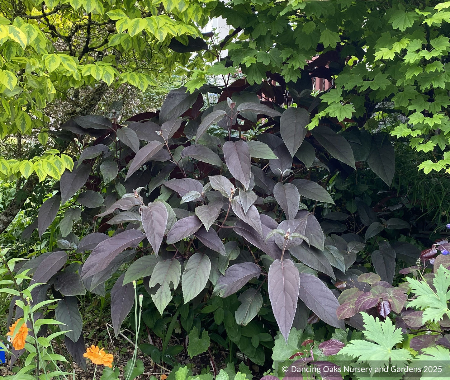 Shrubs ~ Hydrangea aspera villosa 'Red Fred', Lacecap Hydrangea ~ Dancing Oaks Nursery and Gardens ~ Retail Nursery ~ Mail Order Nursery