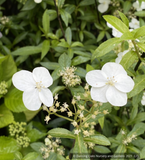 Shrubs ~ Hydrangea chinensis DJHT7704 ~ Dancing Oaks Nursery and Gardens ~ Retail Nursery ~ Mail Order Nursery