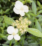 Shrubs ~ Hydrangea chinensis DJHT7704 ~ Dancing Oaks Nursery and Gardens ~ Retail Nursery ~ Mail Order Nursery