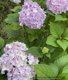 Shrubs ~ Hydrangea macrophylla 'Otaksa, Mophead Hydrangea ~ Dancing Oaks Nursery and Gardens ~ Retail Nursery ~ Mail Order Nursery