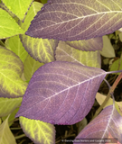 Shrubs ~ Hydrangea macrophylla 'Otaksa, Mophead Hydrangea ~ Dancing Oaks Nursery and Gardens ~ Retail Nursery ~ Mail Order Nursery