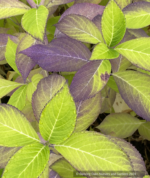 Hydrangea_macrophylla_Otaksa_6