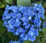 Shrubs ~ Hydrangea macrophylla 'Ayesha', Mophead Hydrangea ~ Dancing Oaks Nursery and Gardens ~ Retail Nursery ~ Mail Order Nursery