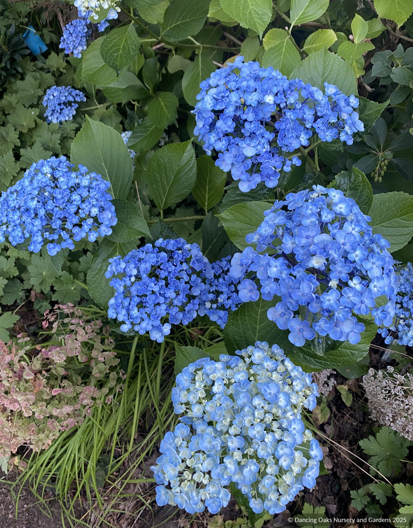 Shrubs ~ Hydrangea macrophylla 'Ayesha', Mophead Hydrangea ~ Dancing Oaks Nursery and Gardens ~ Retail Nursery ~ Mail Order Nursery
