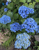 Shrubs ~ Hydrangea macrophylla 'Ayesha', Mophead Hydrangea ~ Dancing Oaks Nursery and Gardens ~ Retail Nursery ~ Mail Order Nursery