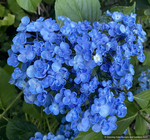 Shrubs ~ Hydrangea macrophylla 'Ayesha', Mophead Hydrangea ~ Dancing Oaks Nursery and Gardens ~ Retail Nursery ~ Mail Order Nursery