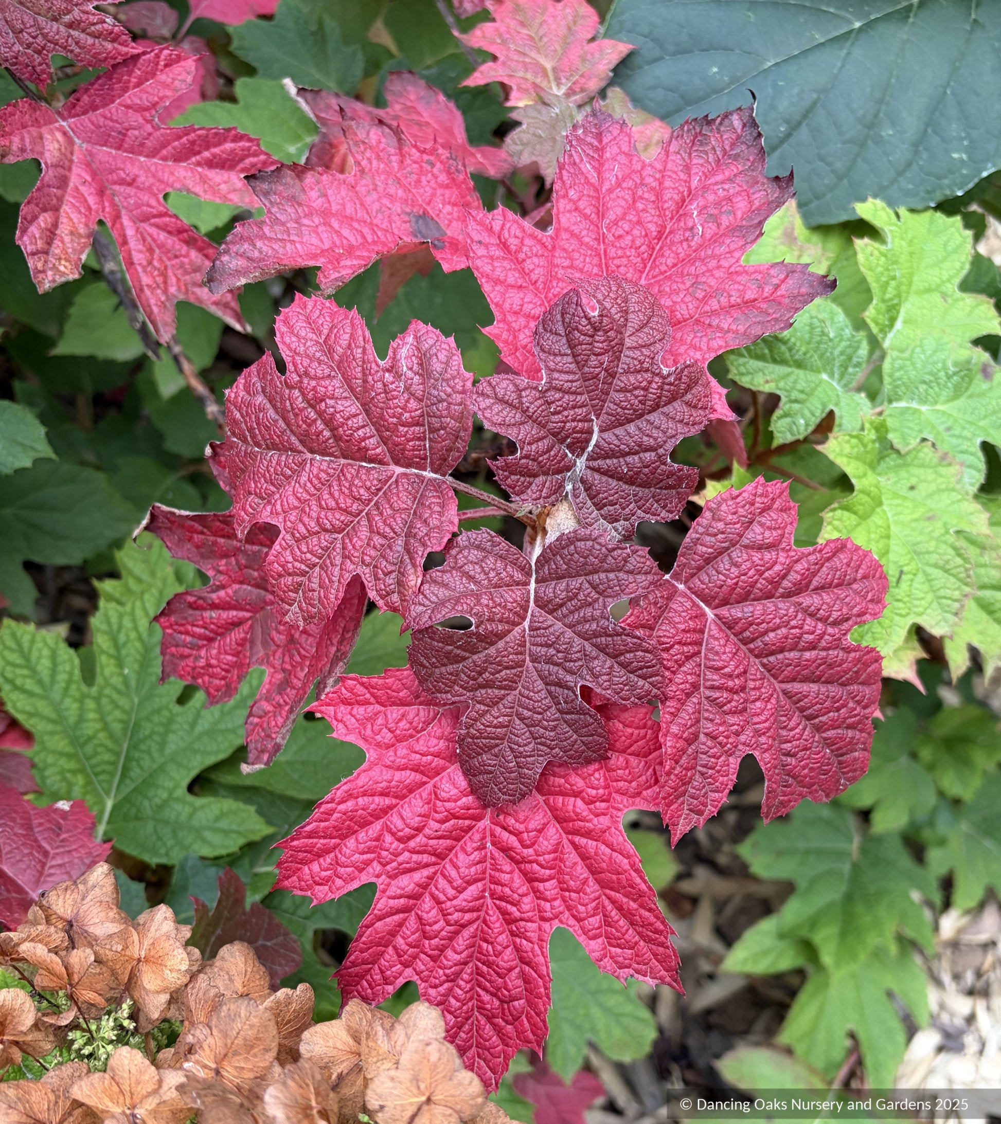 Shrubs ~ Hydrangea quercifolia 'Ruby Slippers', Oakleaf Hydrangea ~ Dancing Oaks Nursery and Gardens ~ Retail Nursery ~ Mail Order Nursery