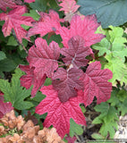 Shrubs ~ Hydrangea quercifolia 'Ruby Slippers', Oakleaf Hydrangea ~ Dancing Oaks Nursery and Gardens ~ Retail Nursery ~ Mail Order Nursery