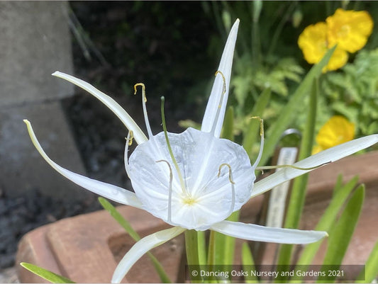 Hymenocallis traubii, Spider Lily