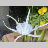 Hymenocallis traubii, Spider Lily