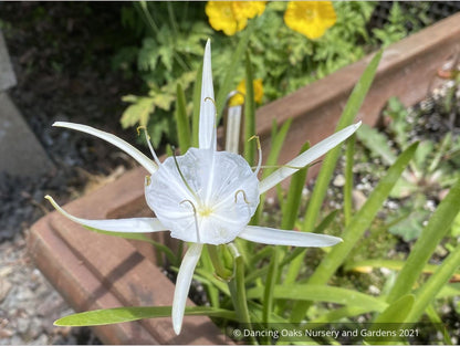 Hymenocallis traubii, Spider Lily