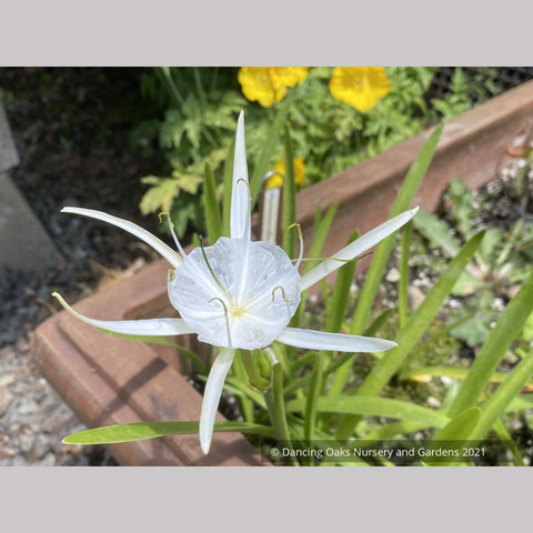 green spider lily meaning Hymenocallis traubii, Spider Lily