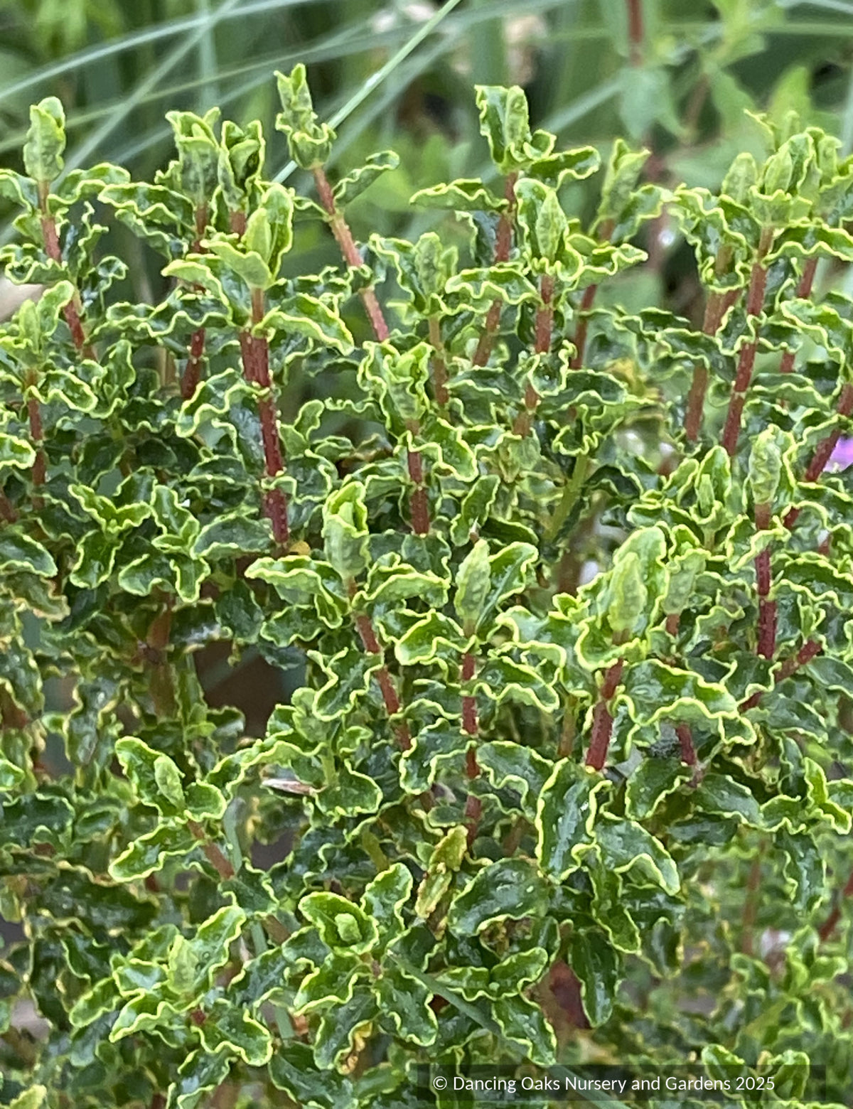 Shrubs ~ Hypericum balearicum, Majorca St John's wort ~ Dancing Oaks Nursery and Gardens ~ Retail Nursery ~ Mail Order Nursery