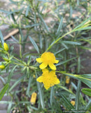 Shrubs ~ Hypericum kalmianum 'Gemo', Kalm's St John's Wort ~ Dancing Oaks Nursery and Gardens ~ Retail Nursery ~ Mail Order Nursery