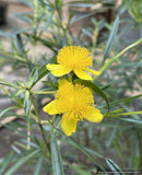 Shrubs ~ Hypericum kalmianum 'Gemo', Kalm's St John's Wort ~ Dancing Oaks Nursery and Gardens ~ Retail Nursery ~ Mail Order Nursery