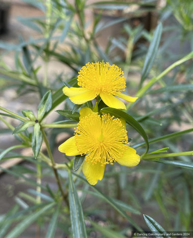 Shrubs ~ Hypericum kalmianum 'Gemo', Kalm's St John's Wort ~ Dancing Oaks Nursery and Gardens ~ Retail Nursery ~ Mail Order Nursery