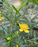 Shrubs ~ Hypericum kalmianum 'Gemo', Kalm's St John's Wort ~ Dancing Oaks Nursery and Gardens ~ Retail Nursery ~ Mail Order Nursery