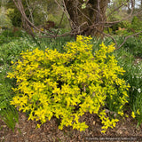 Shrubs ~ Hypericum x inodorum 'Summergold', Golden St. Johnswort ~ Dancing Oaks Nursery and Gardens ~ Retail Nursery ~ Mail Order Nursery