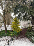 Trees ~ Calocedrus decurrens 'Berrima Gold', Golden Incense Cedar ~ Dancing Oaks Nursery and Gardens ~ Retail Nursery ~ Mail Order Nursery