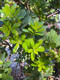 Shrubs ~ Arctostaphylos insularis 'Canyon Sparkles', Santa Cruz Island Manzanita~ Dancing Oaks Nursery and Gardens ~ Retail Nursery ~ Mail Order Nursery