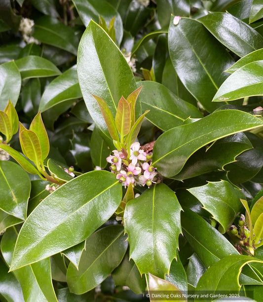 Shrubs ~ Ilex x altaclerenis 'Camelliifolia', Highclere holly 'Camelliifolia' ~ Dancing Oaks Nursery and Gardens ~ Retail Nursery ~ Mail Order Nursery