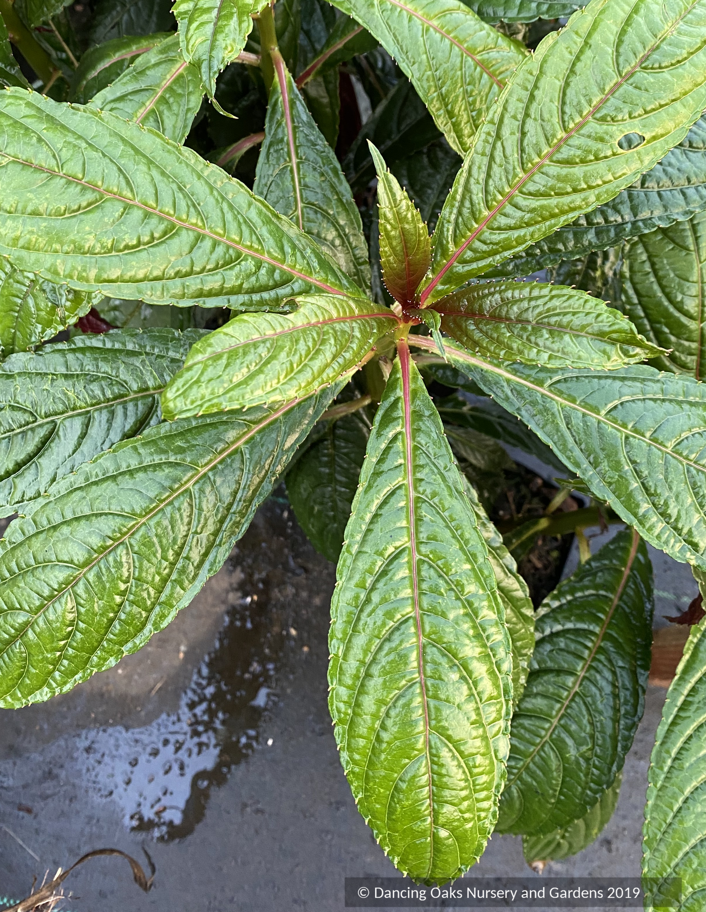 Perennials ~ Impatiens balansae, Tender Impatiens ~ Dancing Oaks Nursery and Gardens ~ Retail Nursery ~ Mail Order Nursery