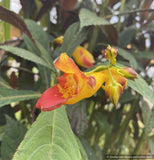 Perennials ~ Impatiens balansae, Tender Impatiens ~ Dancing Oaks Nursery and Gardens ~ Retail Nursery ~ Mail Order Nursery