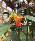 Impatiens balansae, Tender Impatiens