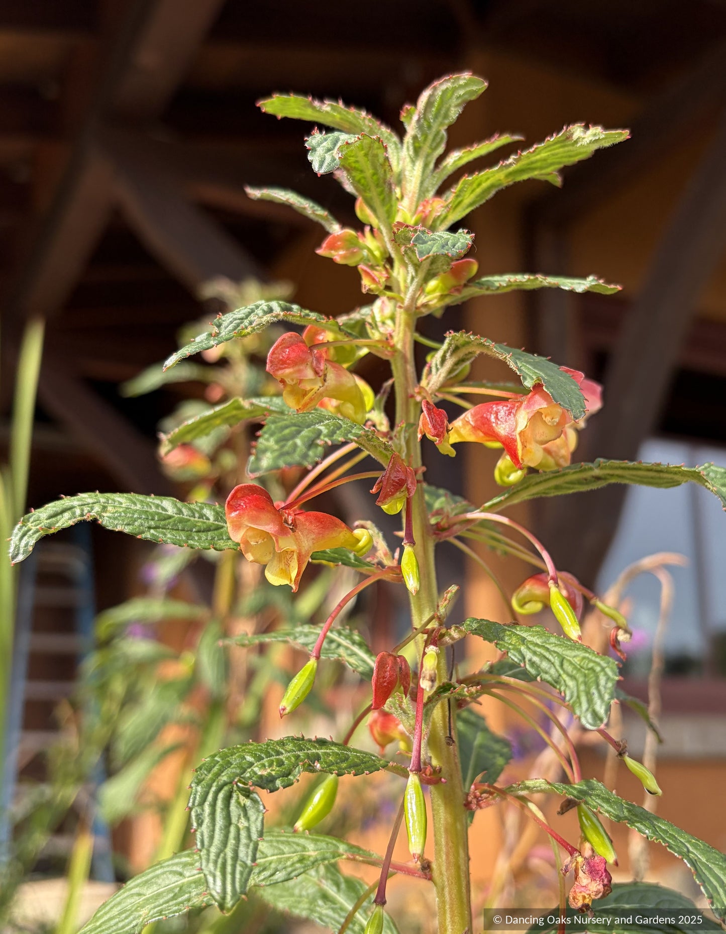 Perennials ~ Impatiens gomphophylla, Rare Impatiens ~ Dancing Oaks Nursery and Gardens ~ Retail Nursery ~ Mail Order Nursery