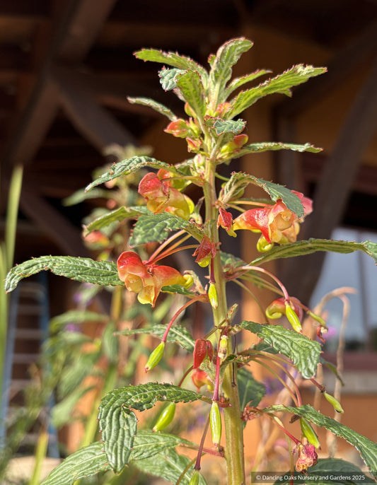 Perennials ~ Impatiens gomphophylla, Rare Impatiens ~ Dancing Oaks Nursery and Gardens ~ Retail Nursery ~ Mail Order Nursery