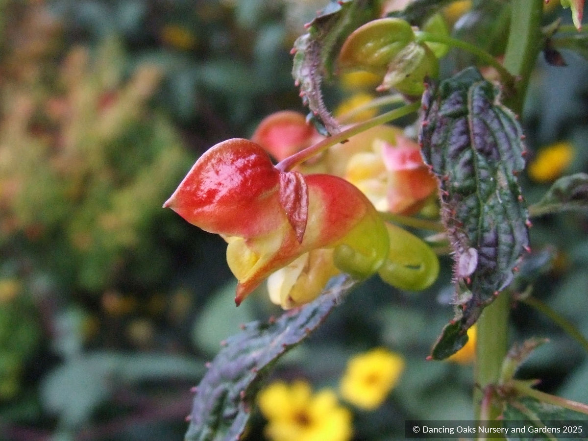 Perennials ~ Impatiens gomphophylla, Rare Impatiens ~ Dancing Oaks Nursery and Gardens ~ Retail Nursery ~ Mail Order Nursery
