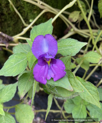 Perennials ~ Impatiens puberula ~ Dancing Oaks Nursery and Gardens ~ Retail Nursery ~ Mail Order Nursery