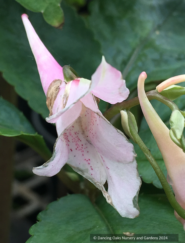 Perennials ~ Impatiens qingchenshanica, Hardy Impatiens ~ Dancing Oaks Nursery and Gardens ~ Retail Nursery ~ Mail Order Nursery