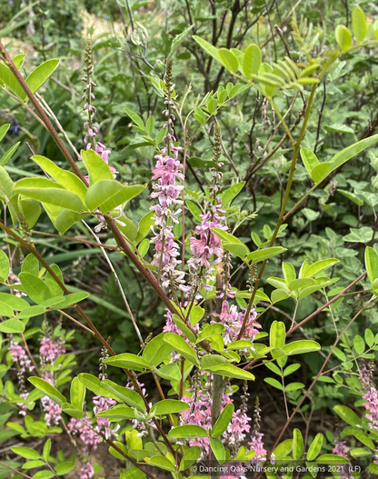 Shrubs ~ Indigofera amblyantha ~ Dancing Oaks Nursery and Gardens ~ Retail Nursery ~ Mail Order Nursery